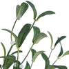 Set 10 ramuri decorative artificiale, Planti Verde / Maro, H56 cm (2)
