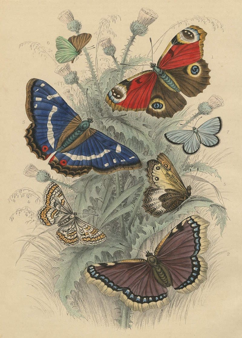 Puzzle Dancing Butterflies - John Derian, 750 piese, 19,5 x 5,3 cm