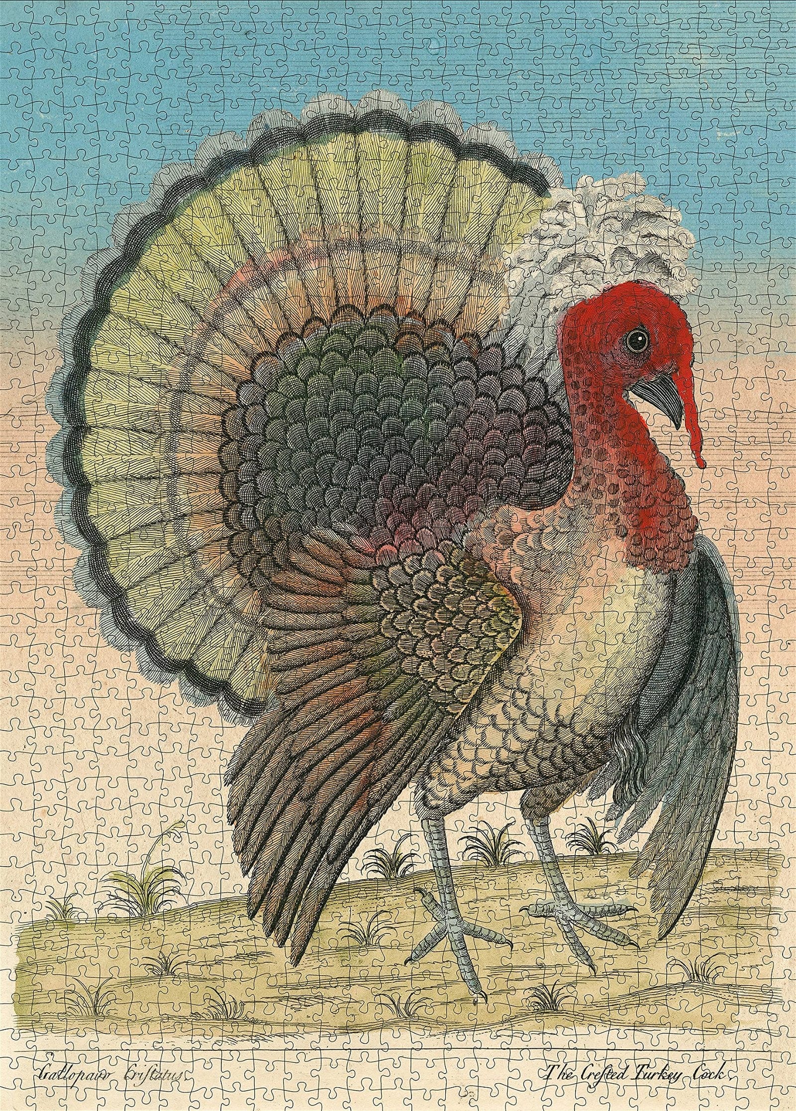 Puzzle Crested Turkey - John Derian, 1000 piese, 19,5 x 27 cm (1)