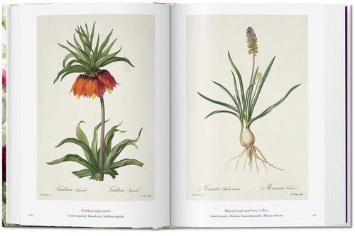 Carte Redouté - Book of Flowers 40 Series, H. Walter Lack, Editie in Limba Engleza - SomProduct Romania