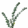 Ramura decorativa artificiala, Eucalyptus Verde, H76 cm (1)