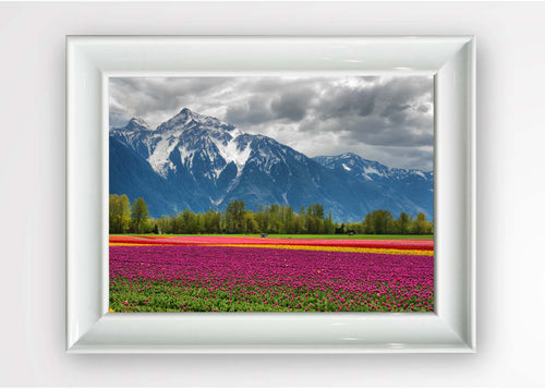 Tablou Framed Art Tulips Field Multicolor & OYOTR-5BC1043142 & OYOTR-5BC1043142 & OYOTR-5BC1043142
