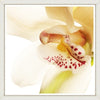 Tablou 2 piese Framed Art Orchid Close-up (2)