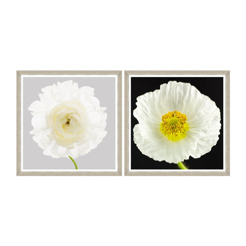 Global Art Tablou 2 piese Framed Art Poppy & Ranunculus