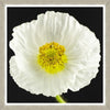 Tablou 2 piese Framed Art Poppy & Ranunculus (1)