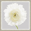 Tablou 2 piese Framed Art Poppy & Ranunculus (2)