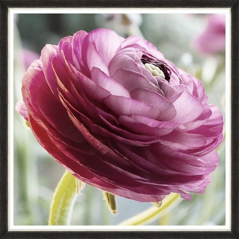 Tablou 2 piese Framed Art Splendid Ranunculus (1)