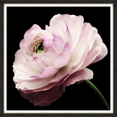 Tablou 2 piese Framed Art Splendid Ranunculus (2)