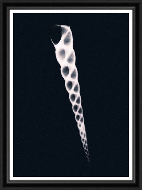 Tablou 2 piese Framed Art X Ray Marine Species (1)