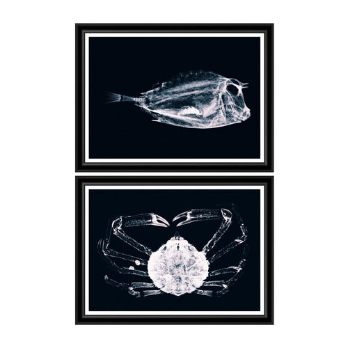 Global Art Tablou 2 piese Framed Art X Ray Ocean Species