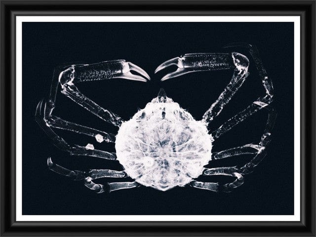 Tablou 2 piese Framed Art X Ray Ocean Species (1)