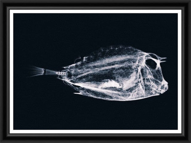 Tablou 2 piese Framed Art X Ray Ocean Species (2)