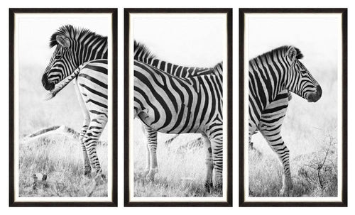 Global Art Tablou 3 piese Framed Art Zebra Pair