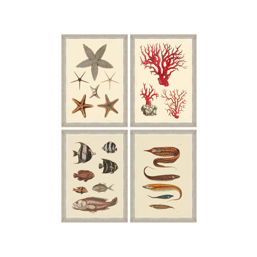 Global Art Tablou 4 piese Framed Art Marine Life Plates