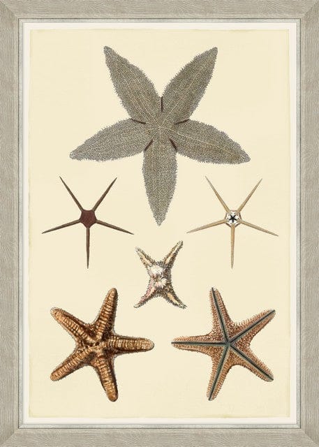 Tablou 4 piese Framed Art Marine Life Plates (4)