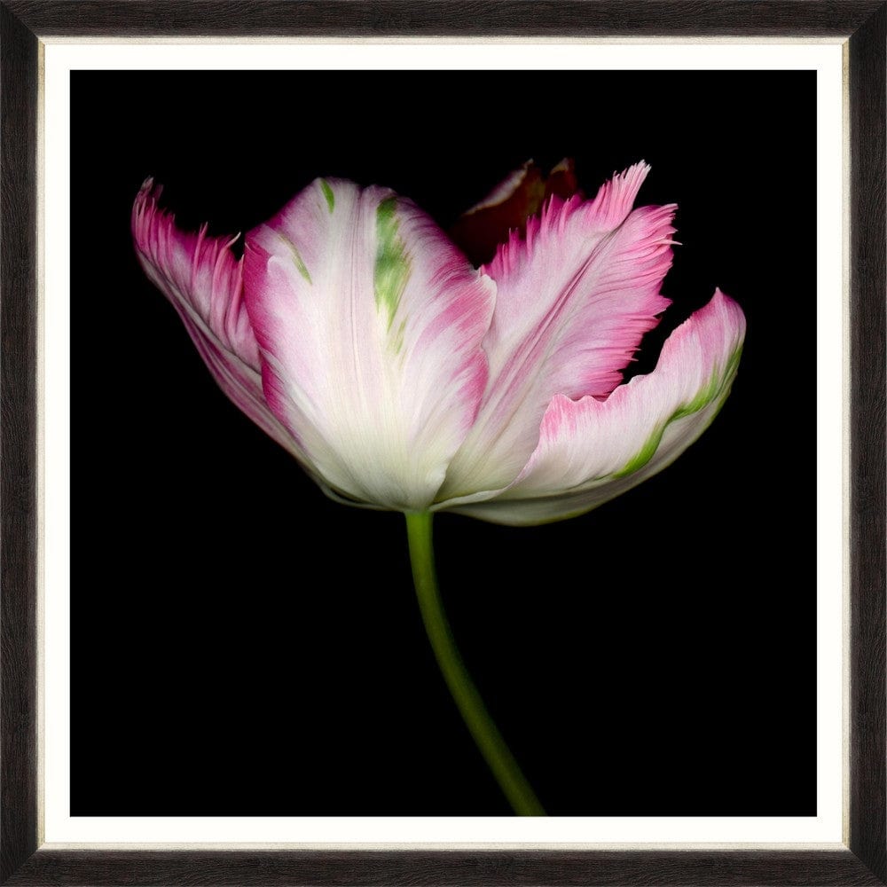 Tablou Framed Art Beautiful Tulip III