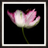 Tablou Framed Art Beautiful Tulip III