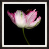 GAPART-TABLOU-BEAUTIFUL-TULIP-III