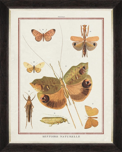 Tablou Framed Art Biodiversity Plate I