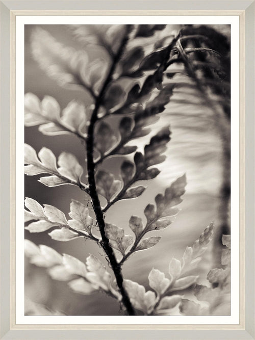 Tablou Framed Art Dramatic Fern I