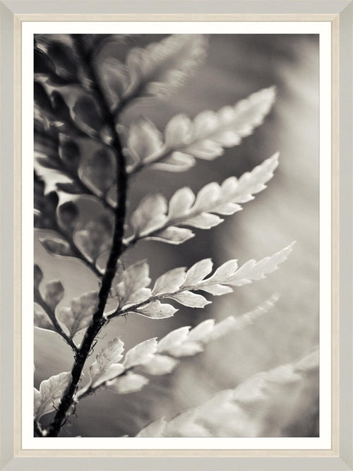 Tablou Framed Art Dramatic Fern II