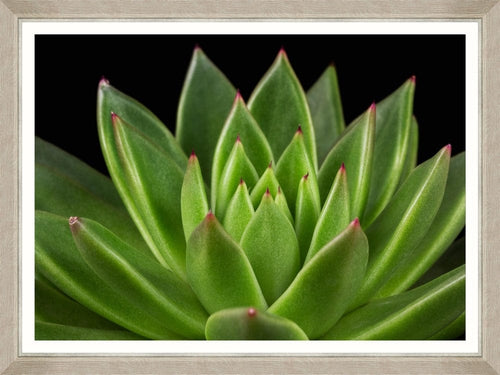 Tablou Framed Art Echeveria