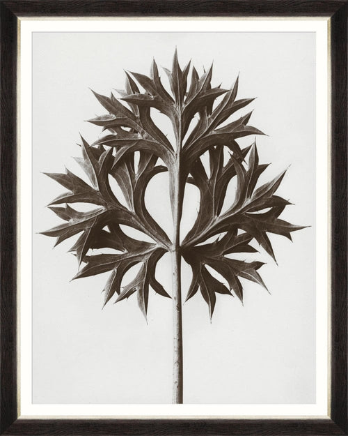 Tablou Framed Art Eryngium By Blossfeldt