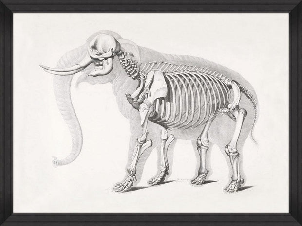 Tablou Framed Art Mammoth Skeleton