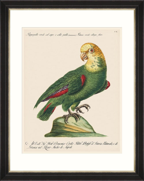 Tablou Framed Art Parrots Of Brazil 05