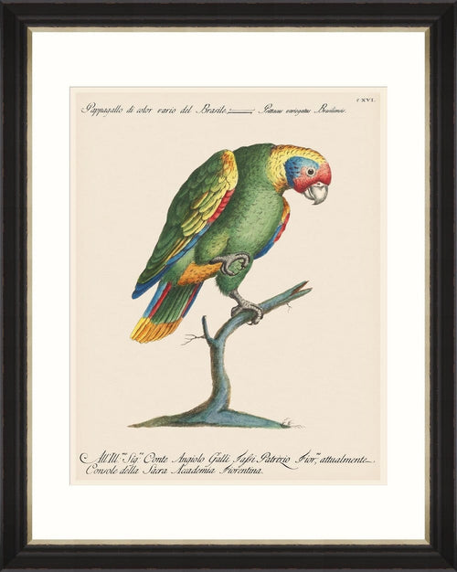 Tablou Framed Art Parrots Of Brazil 11