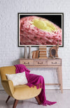 Tablou Framed Art Ranunculus (1)