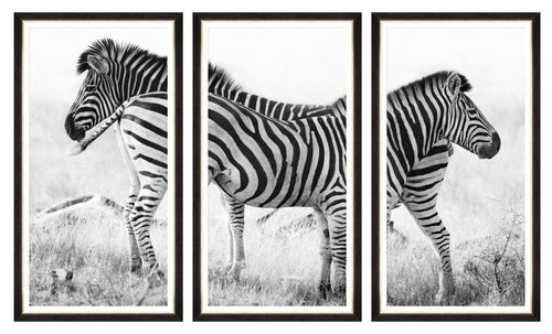 Tablou 3 piese Framed Art Zebra Pair